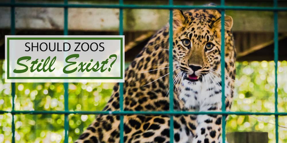 research why zoos should be banned